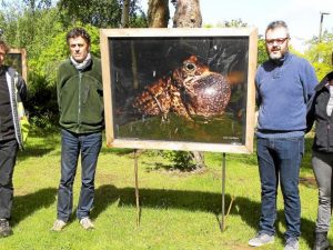 Une invasion de grenouilles